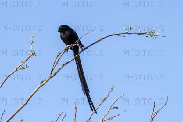 Magpie Shrike (Urolestes melanoleucus), also known as the African long-tailed shrike, Savuti, Chobe