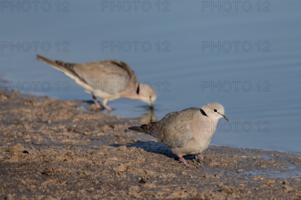 Eurasian collared dove (Streptopelia decaocto) at waterhole, Savuti, Chobe Nationalpark, Botswana