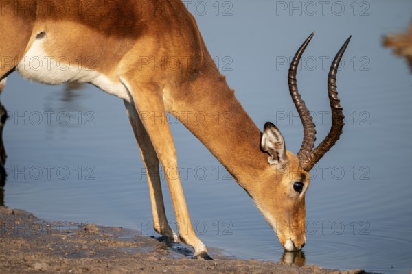 Impala (Aepyceros melampus) drinking at a waterhole, reflection, Savuti, Chobe National Park,