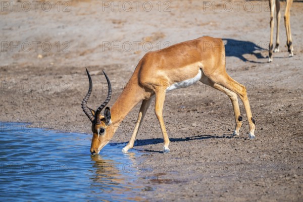 Impala (Aepyceros melampus) drinking at a waterhole, Savuti, Chobe National Park, Botswana