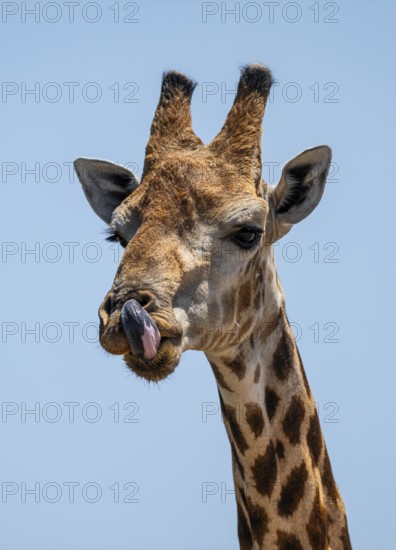 Cape giraffe (Giraffa giraffa giraffa) sticks out its tongue, funny, Savuti, Chobe National Park,