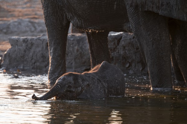 Herd of elephants, African elephant (Loxodonta africana) with young at the waterhole, sunset,