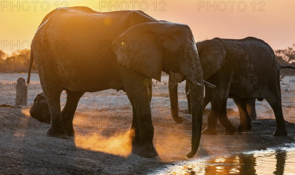 Herd of elephants, African elephant (Loxodonta africana) at the waterhole, sunset, Savuti, Chobe