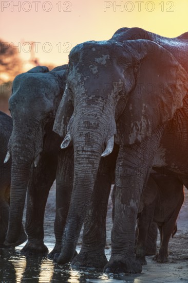 Herd of elephants, African elephant (Loxodonta africana) at the waterhole, sunset, Savuti, Chobe