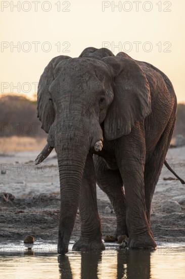 African elephant (Loxodonta africana) at the waterhole, sunset, Savuti, Chobe National Park,
