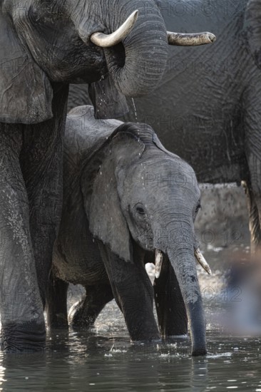 Herd of elephants, African elephant (Loxodonta africana) with young at the waterhole, sunset,