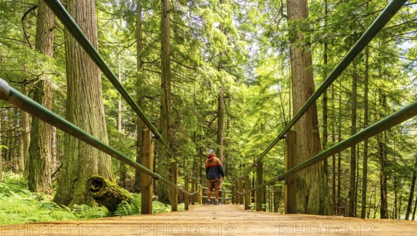 Wooden boardwalk with green metal railings crossing a lush forest with tall trees and ferns in