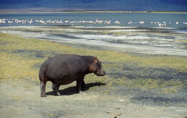 Hippopotamus (Hippopotamus amphibius) in the Ngorongoro Crater, Tanzania, Africa, June 2000,