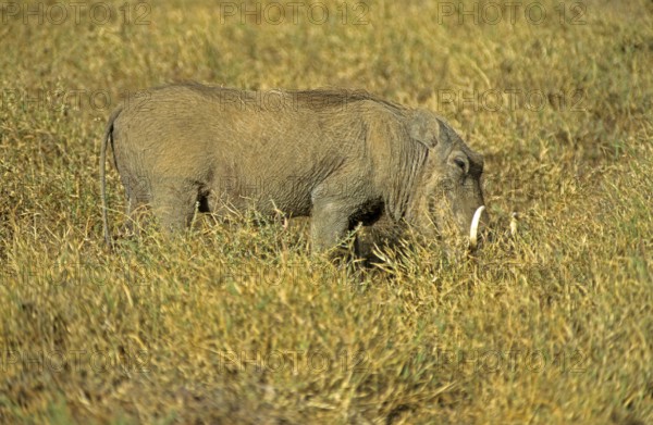 Warthog (Phacochoerus aethiopicus), Ngorongoro Crater, Tanzania, Africa, June 2000, vintage, retro,