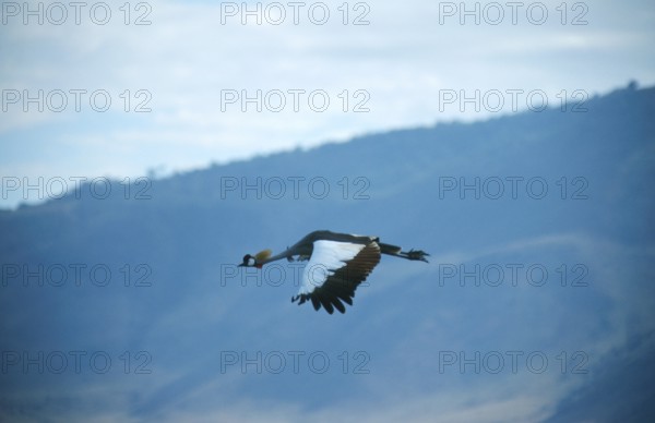 Crowned Crane (Balearica Pavonina) in flight, Ngorongoro Crater, Tanzania, Africa, June 2000,