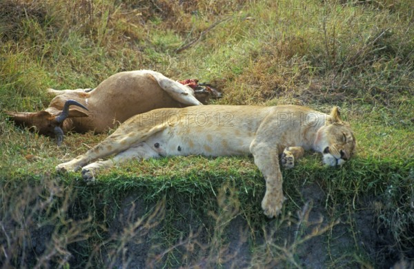 Lioness resting next to her prey, Ngorongoro Crater, Tanzania, Africa, June 2000, vintage, retro,
