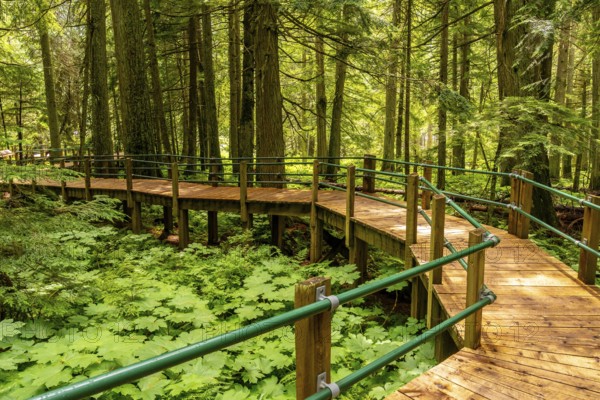 Sunlight filtering through the tall tree canopy illuminates a wooden boardwalk winding through lush