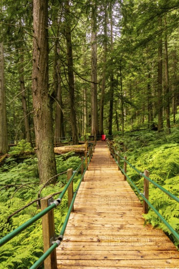 Wooden boardwalk winding through a vibrant hemlock grove in the canadian rockies, with lush ferns