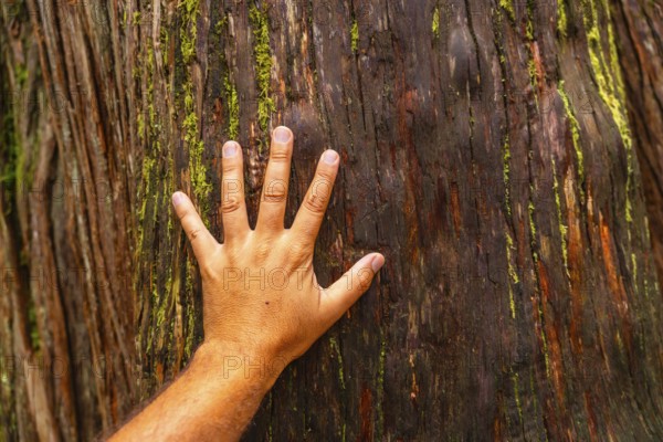 Open hand of a hiker touching the bark of a massive cedar tree along the giant cedars boardwalk