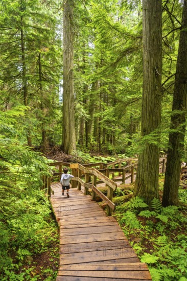 Lush green forest with towering cedar trees and ferns enveloping a wooden boardwalk where a child
