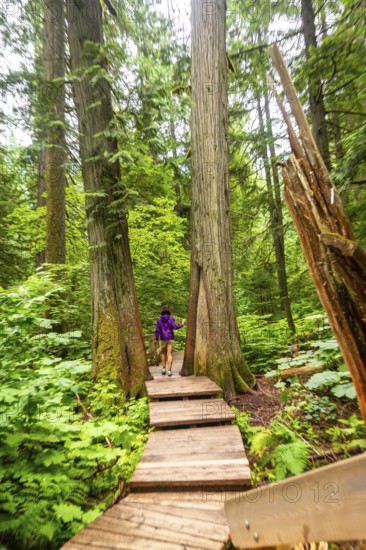 Female hiker walking on a wooden boardwalk path, enjoying the tranquility of a lush green forest