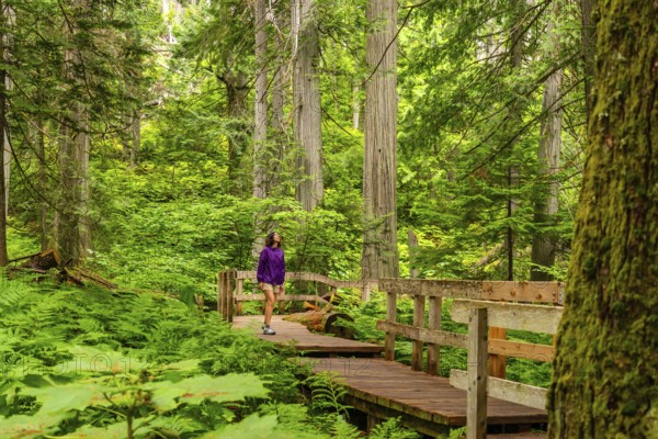 Female tourist walking in awe along the giant cedars boardwalk trail, surrounded by majestic