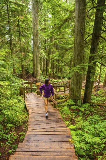 Female hiker walking down a wooden boardwalk through a lush green forest of giant cedar trees,