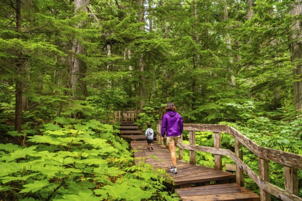 Mother and son enjoying a leisurely walk along the giant cedars boardwalk trail, surrounded by lush