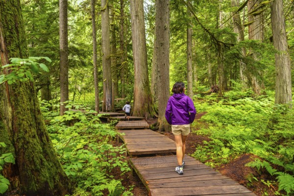 Tourists enjoying a serene walk along the giant cedars boardwalk trail in mount revelstoke national