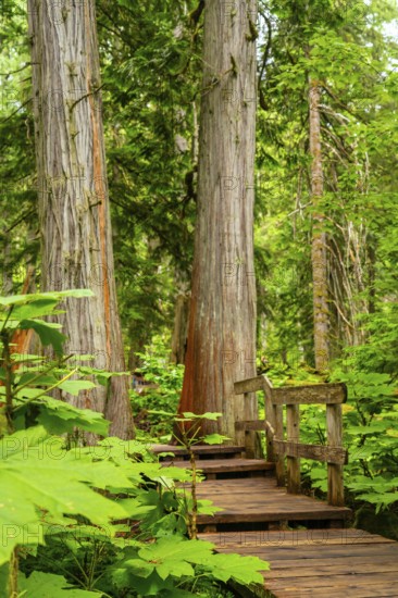 Wooden boardwalk steps and path winding through lush devil's club plants and giant cedar trees in