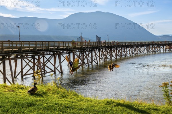 Ducks are flying near a long wooden pier on a sunny day with tourists walking on it and mountains