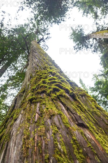 Low angle view of moss growing on a giant cedar tree in a forest located in the canadian rockies,
