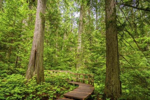 Wooden boardwalk winding through a lush green forest with giant cedar trees in mount revelstoke