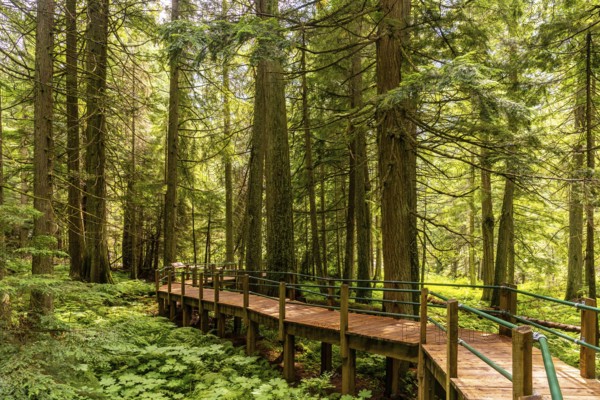 Sunlight filtering through towering hemlock trees illuminates a wooden boardwalk winding through a