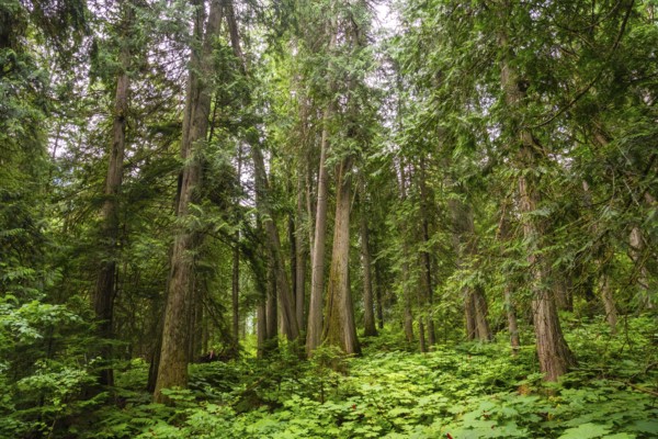 Majestic cedars rise from a vibrant carpet of ferns and devil's club, creating a serene and