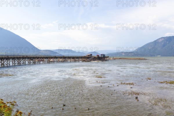 Ducks swimming in the shallow water of shuswap lake near a long wooden pier with small buildings at