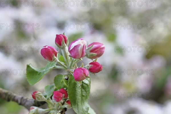 Apple blossoms (Malus), red still closed blossoms, bokeh in the background, close-up, spring,