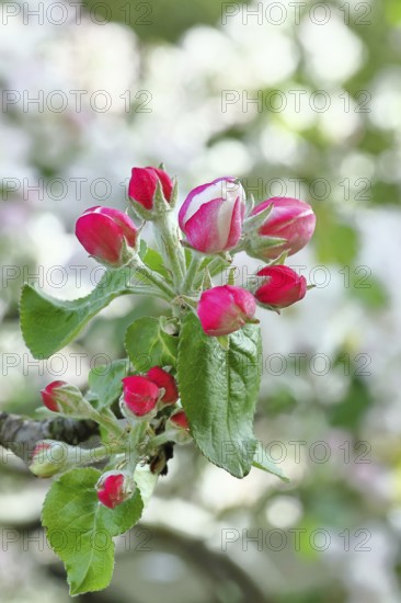 Apple blossoms (Malus), red still closed blossoms, bokeh in the background, close-up, Wilnsdorf,