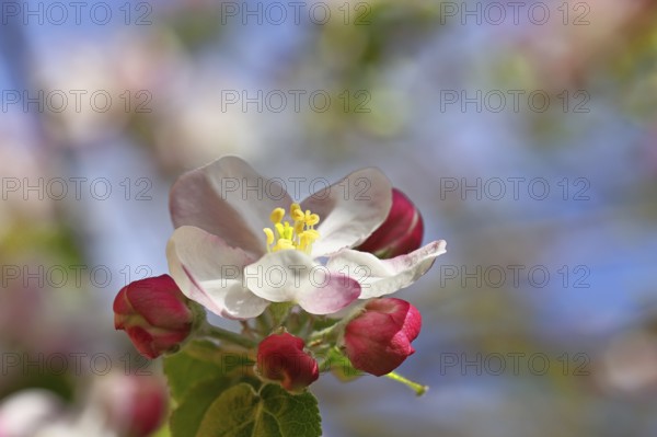 Apple blossoms (Malus), white blossoms with blue sky and bokeh in the background, close-up, spring,