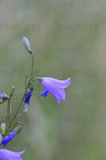 Meadow bellflower (Campanula patula), blue flower, on a rough meadow, Wilnsdorf, North