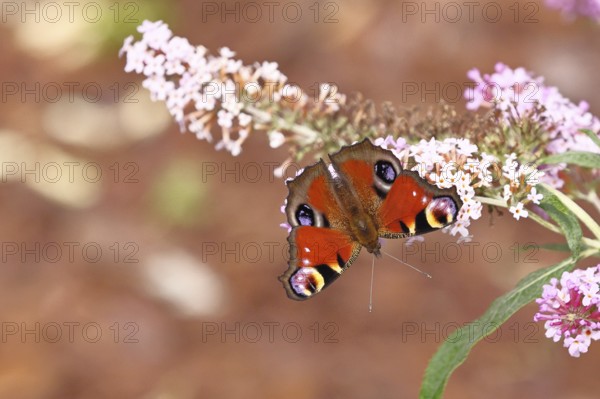 Peacock butterfly (Inachis io) sucking nectar on butterfly bush (Buddleja davidii), in a natural
