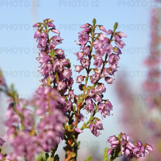Flowering heather (Calluna vulgaris), heather, Trupacher Heide nature reserve, Siegen, North