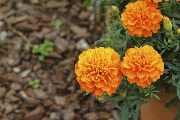 Bright orange flower of Tagetes erecta, close-up, in a garden, Wilnsdorf, North Rhine-Westphalia,
