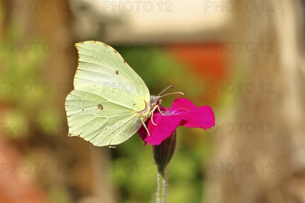 Lemon butterfly (Gonepteryx rhamny) on crown campion (Lychnis coronaria), in a nature garden,
