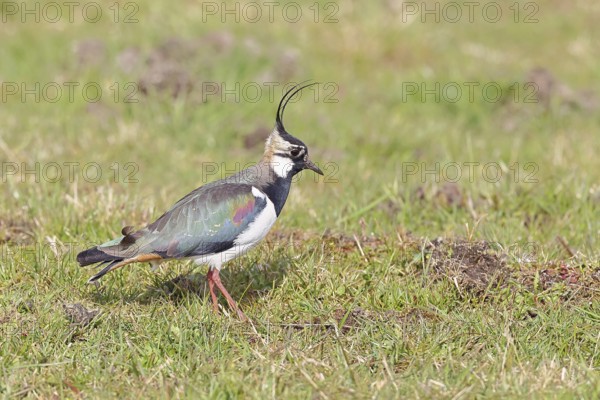 Lapwing (Vanellus vanellus), in splendid plumage, foraging in a marshy meadow, wildlife, Lembruch,