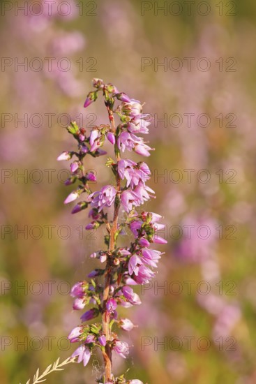 Flowering heather (Calluna vulgaris), heather, Trupacher Heide nature reserve, Siegen, North