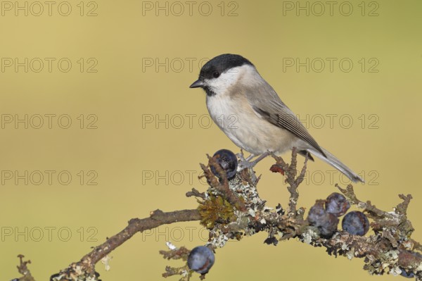 Marsh tit, (Parus palustris), sitting on a branch in a blackthorn bush, (Prunus spinosa), sloes,