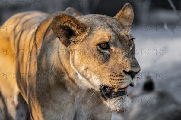 Lioness (Panthera leo), Savuti, Chobe National Park, Botswana
