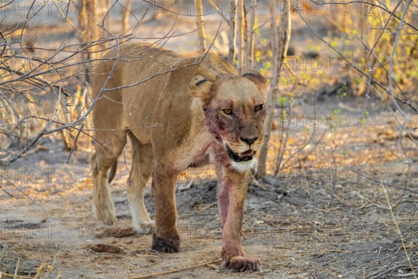 Lioness with blood directly after a successful kill, lion (Panthera leo) on the hunt, Savuti, Chobe