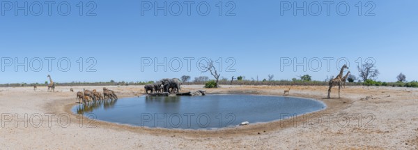 Elephant kudus and giraffes, various animals at the waterhole, Savuti, Chobe National Park National
