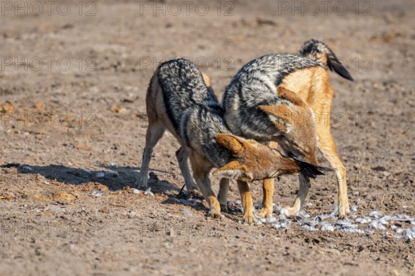 Two black-backed jackals (Lupulella mesomelas) hunting a pigeon, Savuti, Chobe National Park,