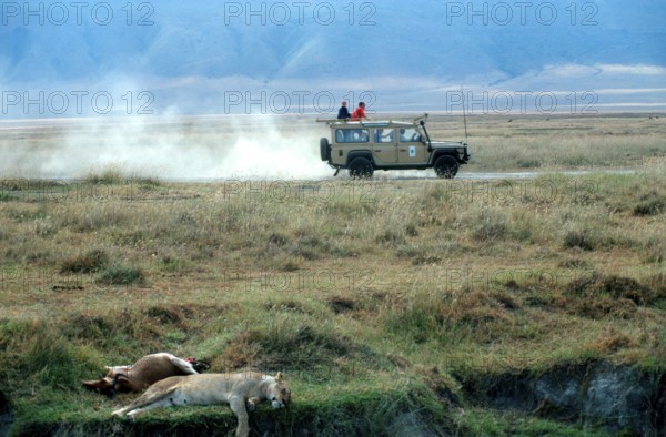 Safari vehicle, lioness resting next to her prey, Ngorongoro Crater, Tanzania, Africa, June 2000,