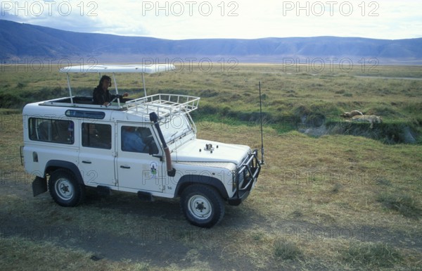 Safari, tourists watch a lioness resting next to her prey from a safari vehicle in the Ngorongoro