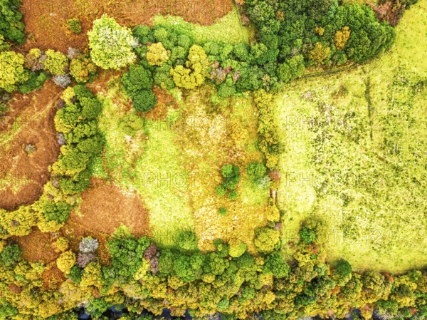 Top Down view of Autumn colours over River Wye and Road A470 from a drone, Llanidloes, Powys,