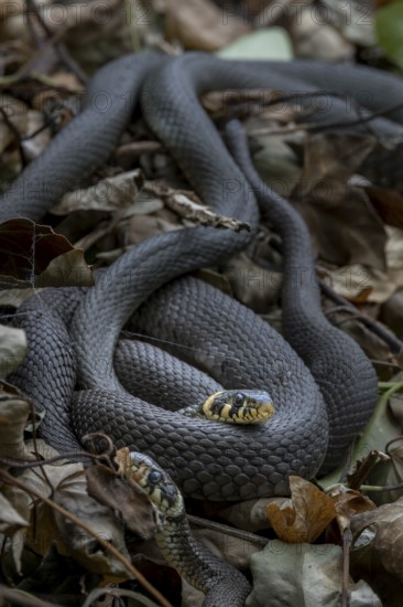 Grass snakes (Natrix natrix) like to rest on compost heaps and also use them for laying eggs,